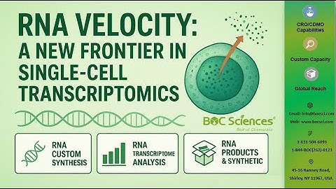 RNA Velocity Explained: Transforming Single-Cell Transcriptomics — BOC Sciences