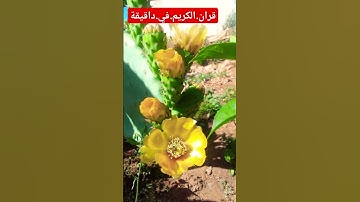 سورة.النحل.القارئ.علا.عقل #القرآن_الكريم #علاء_عقل #اكسبلور #quran #duet #ترند #لايك احترم.القران.
