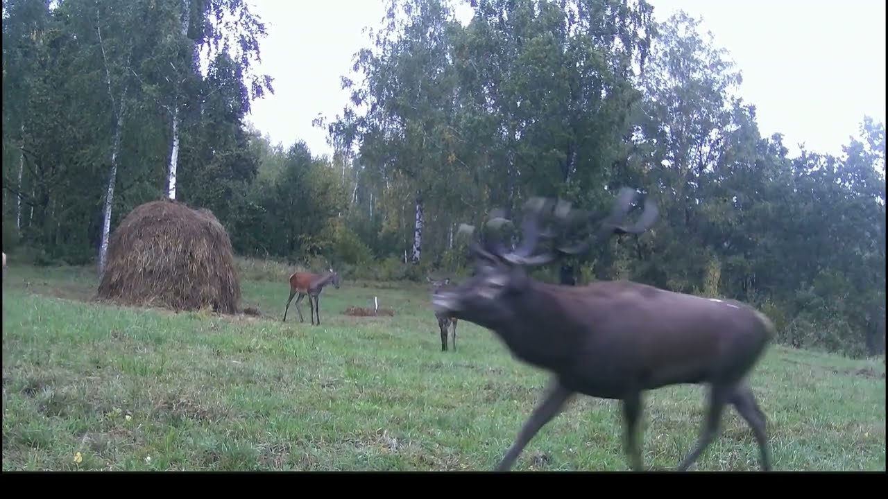 Rutting deer Szarvasnasz Sezon de boncanit