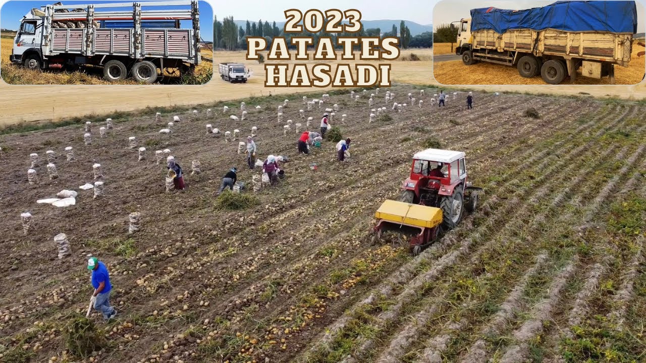 2023 KIŞLIK PATATES HASADI BAŞLADI~VERİM NASIL~DEKARA KAÇ TON ALDIK