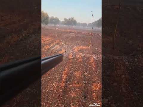 الضروب ياشباب ١ ٦ بارود براشه على ٣٠ غرام خردق نمرة ٩ صيد سمن 