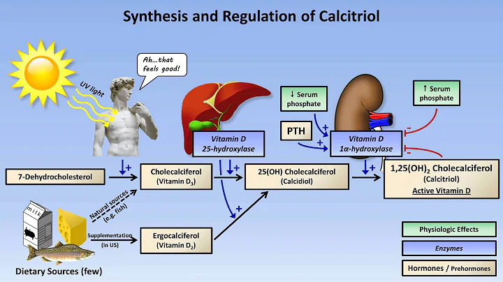 Calcium and Phosphate Metabolism - DayDayNews