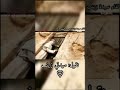 اول لقاء السيدة زينب مع ام البنين ع