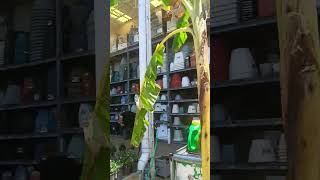 Home Depot garden center. Plant compare: Key West Florida to Pennsylvania.