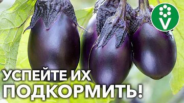 ЕЩЕ УСПЕЕТЕ УВЕЛИЧИТЬ УРОЖАЙ БАКЛАЖАНОВ, ЕСЛИ используете эти средства для подкормки!