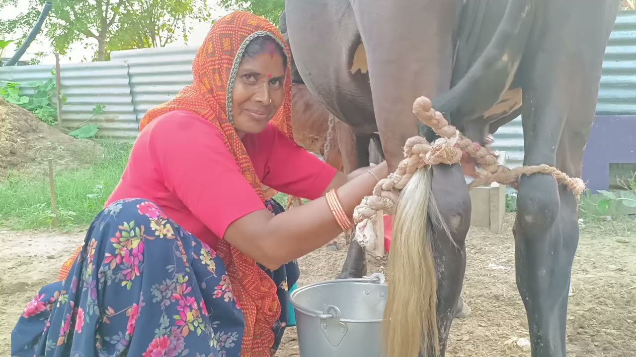 Cow milking | Cow farm | Dairy farm | Cow milk 