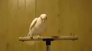 Download Lagu Muhammad Qasim zei MP3