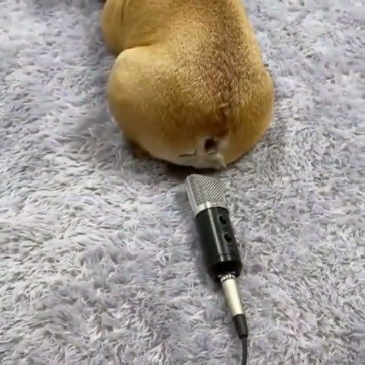 🤣 cachorros engraçados e SOLTANDO PUM tente não rir 😻 🐶 #shorts