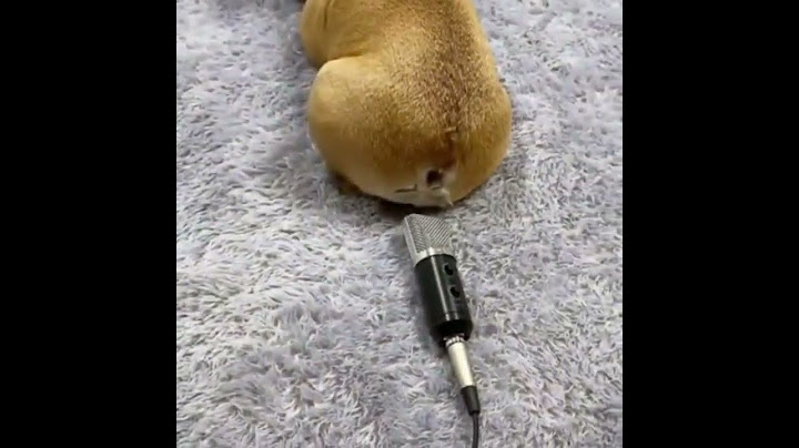 🤣 cachorros engraçados e SOLTANDO PUM tente não rir 😻 🐶 #shorts
