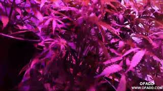 LED grow lights giving medical marijuana,indoors growing