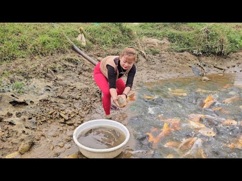 Top video: Harvesting fish, using a water pump to catch fish simply but ...