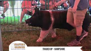 TRADED UP - Hampshire Boar at Shaffer s Goldrush