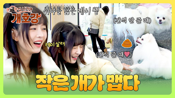 우당탕탕 중소형견 반에 새 친구 등장! 이리저리 치이는 레이 쌤의 大위기😂 | 집 나가면 개호강 5회 | JTBC 250622 방송