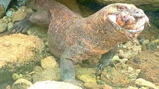Komodo Dragon Swallows Wild Boar