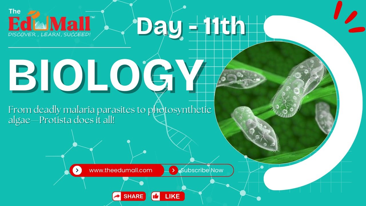 Class 11 Biology | Kingdom Protista Explained in Easy Language | NCERT ...