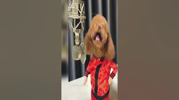 Watch the video about Cute and Funny Dog Videos Compilation #shorts, #short, #cutepets, #funny, #youtube, #funniest, #cats