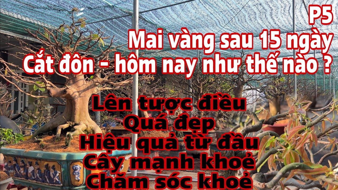 chăm sóc mai vàng p5 | mai vàng sau 15 ngày cắt tỉa chăm sóc