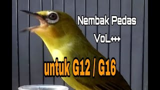 Masteran Pleci Nembak untuk G12 dan G16 Pleci Nembak Sejalur Terapi Pleci