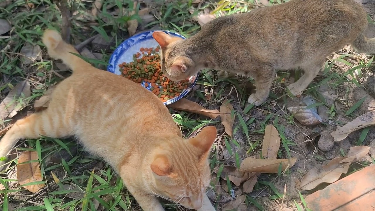 Daily Pet Feeding Routine: Happy Cats, Dogs & Peaceful Moments | 4K60FPS