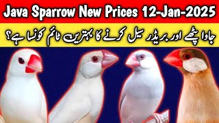 All Java Sparrow New Prices 2025 | Fawn Java | White Java | Silver Java | Albino Java | Mini Zoo