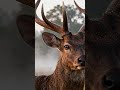 The Still One — Sambar at Dawn