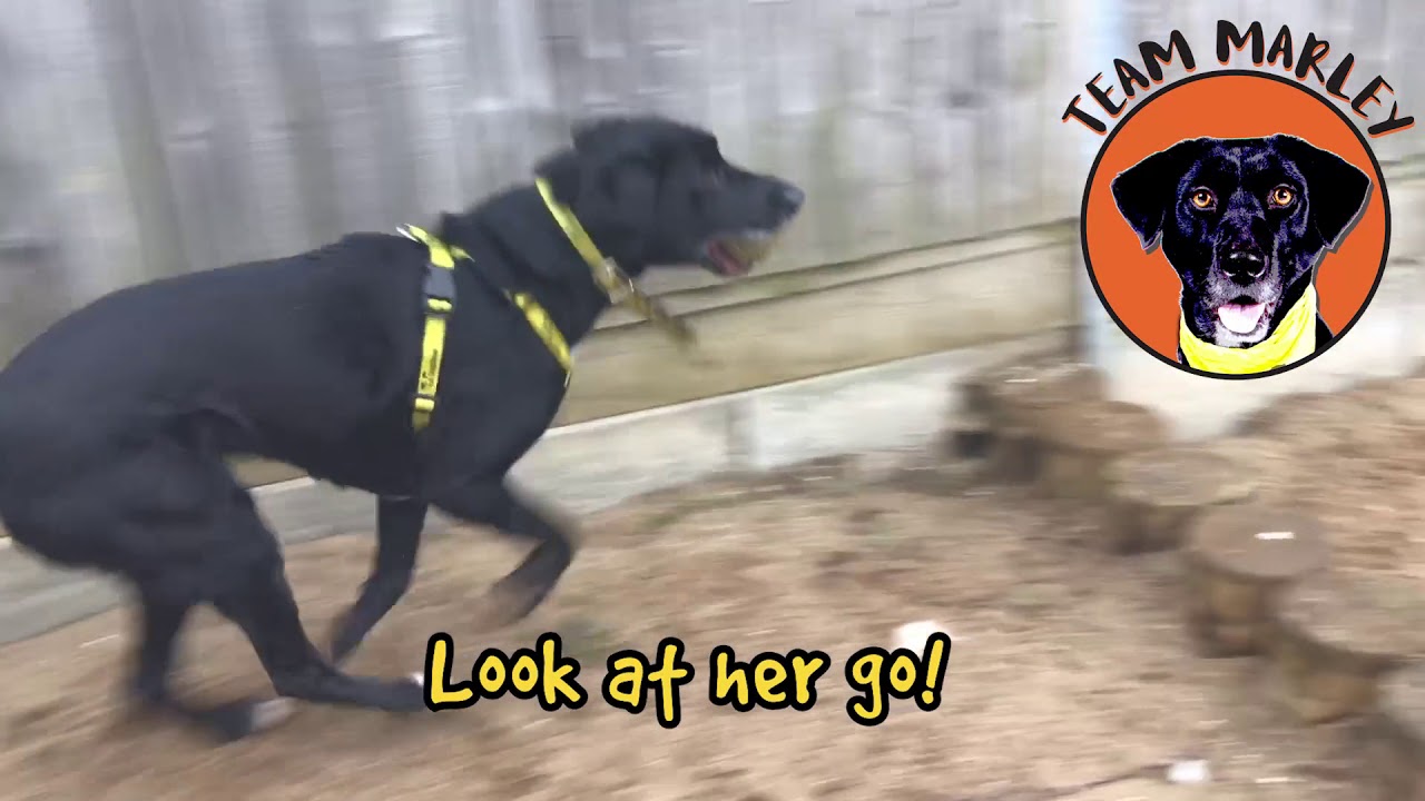 Women's Mini Marathon team captain Marley with her Canine Carer Sinead!