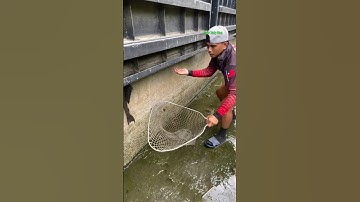 Cá Lớn - bắt Cá Lau Kính mắc kẹt ở cửa xả lũ 😱 #khacthuyvlogg