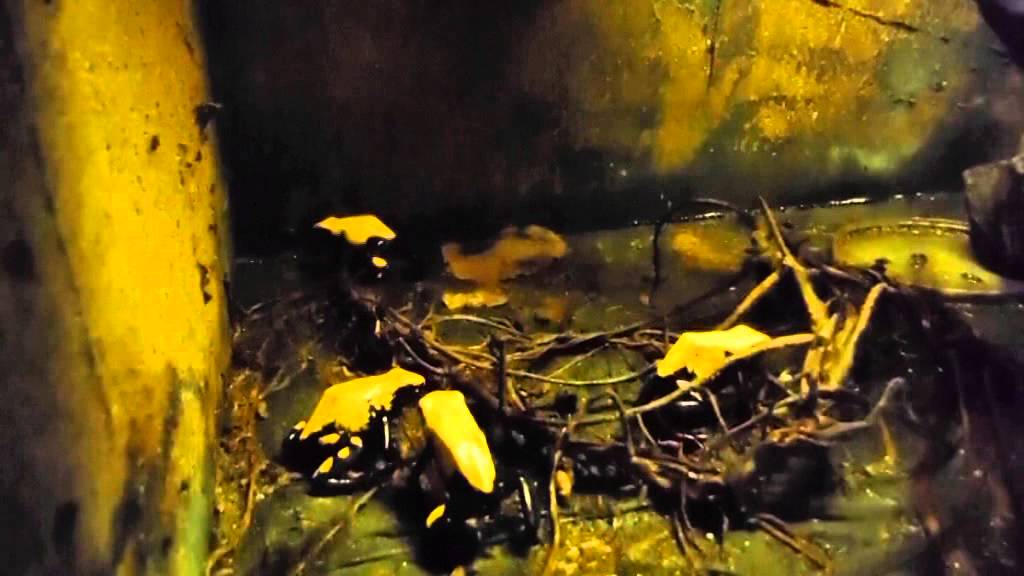 Adelphobates galactonotus