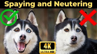 Spaying Dogs Good or Bad? | Neutering Dog | Spaying Dogs | Animals Video | Funny Animals | Wildlife by Animalistic 4K 196 views 1 year ago 6 minutes, 58 seconds