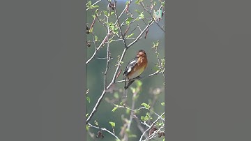 Thumbnail of How Do Birds Know When to Sing in the Morning? 🌅🐦 (Nature’s Alarm Clock!)