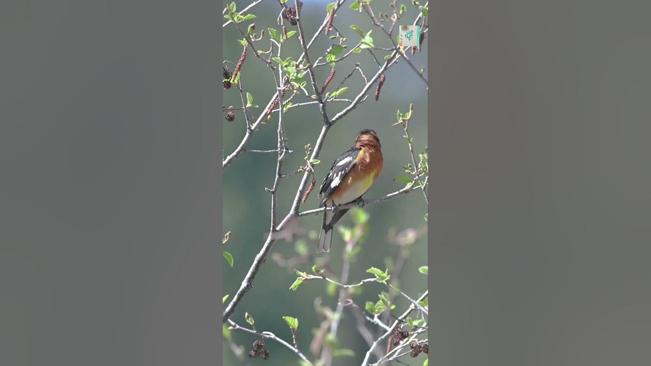 How Do Birds Know When to Sing in the Morning? 🌅🐦 (Nature’s Alarm Clock!)