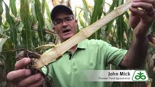 Corn Stalk Rot Complex