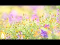自律神経を整える音楽【副交感神経を優位にする朝の音楽】癒しのリラックスBGM♪ヒーリングミュージック｜Original Relaxation Music Video ★160