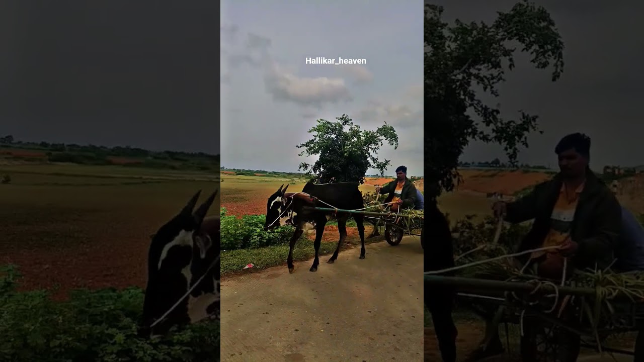 beautiful Hallikar bull training bullock cart video 