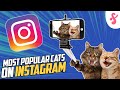 📱Most Popular CATS OF INSTAGRAM | Furry Feline Facts 😻 🤳