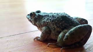 Frog.mp4