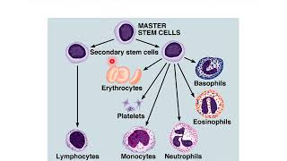 DANS 120 Week08 2 2 Blood Lecture