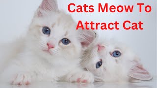 Cats Meow Sound to Attract Cat | Works 100% | Guaranteed