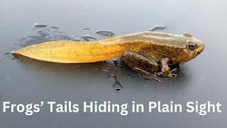 Frogs’ Tails Hiding in Plain Sight