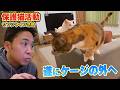 【保護猫活動】サンシャイン池崎さんが預かっている新入り猫らぶちゃんが初めてケージの外へ!(嗚呼!!みんなの動物園)