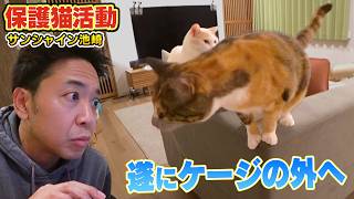 【保護猫活動】サンシャイン池崎さんが預かっている新入り猫らぶちゃんが初めてケージの外へ!（嗚呼!!みんなの動物園）