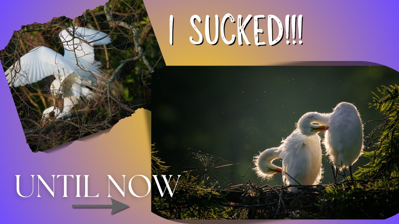 ПРОРЫВ в фотографии птиц! 5 вещей, которые я узнал за один сезон.