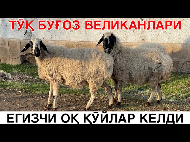 ГИГАНТ НОЁБ ҚӮЙЛАР КЕЛДИ. ☎️+998880653939