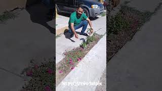 El jardinero #hermosillo #garden #jardin #mexico #usa