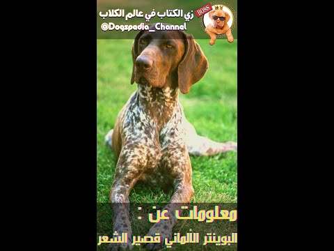 معلومات في دقيقة عن البوينتر الألماني قصير الشعر Shorts 