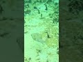 An unusual fish with large eyes #Maldives #nature
