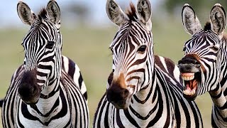 Zebra 'bursts out laughing' when an American tourist takes its photo Zebra 'bursts out laughing' when an American tourist takes its photo