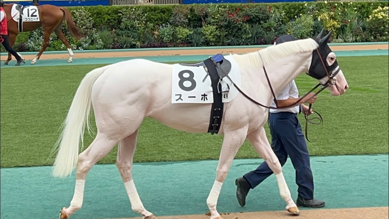 【新馬】スーホ レイオブファイア全頭パドック&レース直線2025年10月12日(日曜) 4回東京4日 4R東京競馬場