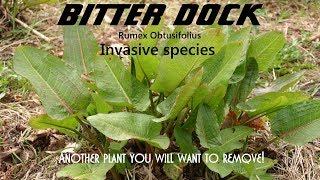 ⟹ BITTER DOCK | Rumex Obtusifolius | A plant almost impossible to get rid of an here's why!