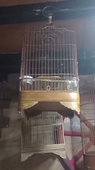 INDIGO VILLAGE GACOR BAGUS UNTUK MASTERAN#shorts